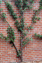 Plant growing on a brick wall